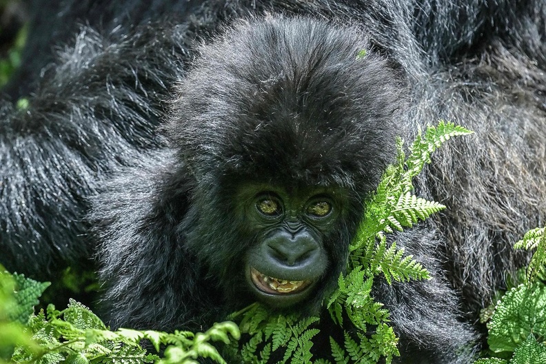 Infant Mountain Gorilla, Volcanoes National Park, Rwanda